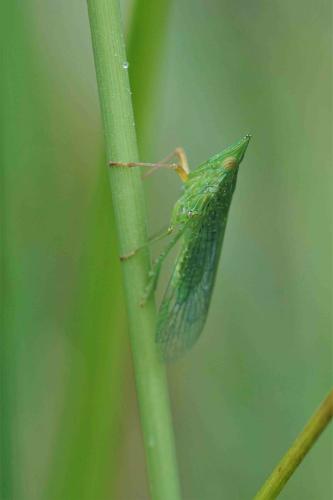 Réf. 293 936 : Dictyophara multireticulata